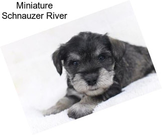 Miniature Schnauzer River