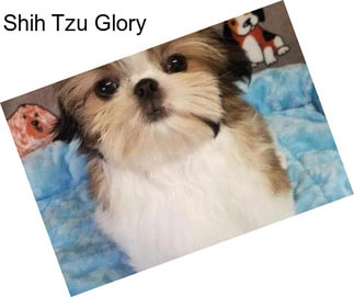 Shih Tzu Glory