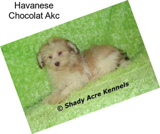 Havanese Chocolat Akc