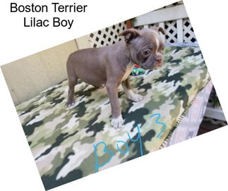 Boston Terrier Lilac Boy