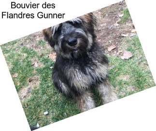 Bouvier des Flandres Gunner