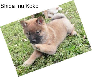 Shiba Inu Koko
