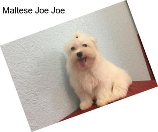 Maltese Joe Joe