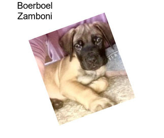 Boerboel Zamboni