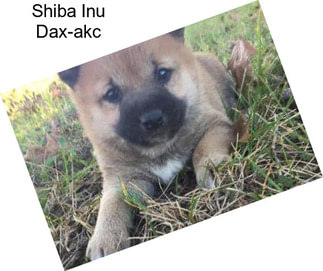 Shiba Inu Dax-akc