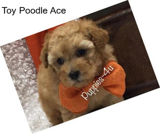 Toy Poodle Ace