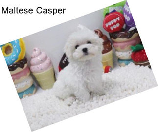 Maltese Casper