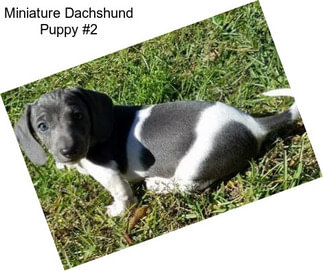 Miniature Dachshund Puppy #2