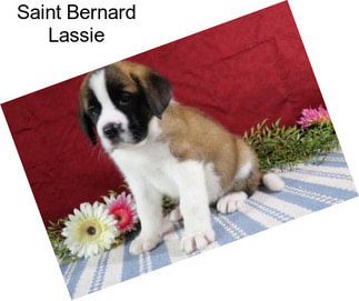 Saint Bernard Lassie