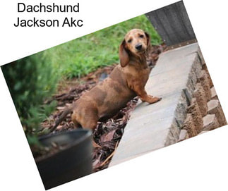 Dachshund Jackson Akc