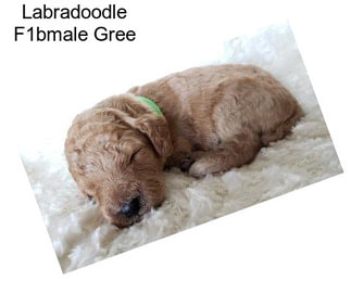 Labradoodle F1bmale Gree