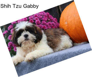 Shih Tzu Gabby