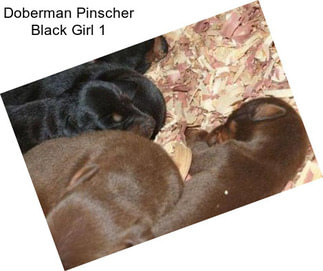 Doberman Pinscher Black Girl 1
