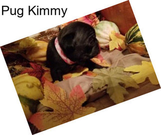 Pug Kimmy