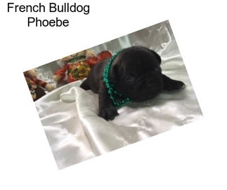 French Bulldog Phoebe