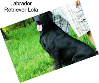 Labrador Retriever Lola