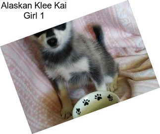 Alaskan Klee Kai Girl 1