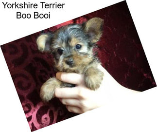 Yorkshire Terrier Boo Booi