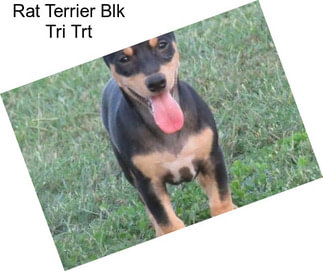 Rat Terrier Blk Tri Trt