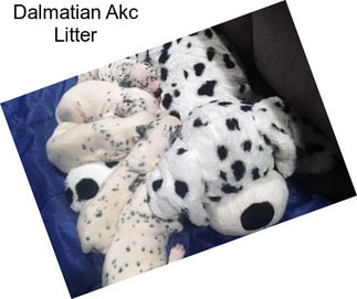 Dalmatian Akc Litter