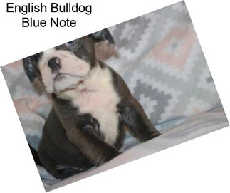 English Bulldog Blue Note