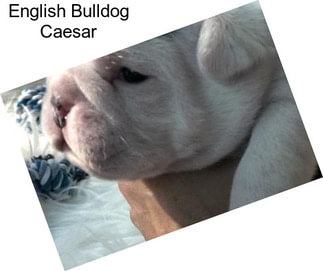 English Bulldog Caesar