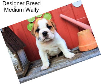 Designer Breed Medium Wally