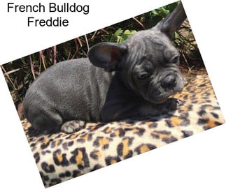 French Bulldog Freddie