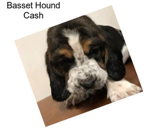 Basset Hound Cash