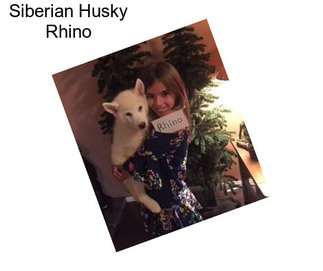 Siberian Husky Rhino