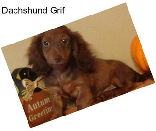 Dachshund Grif