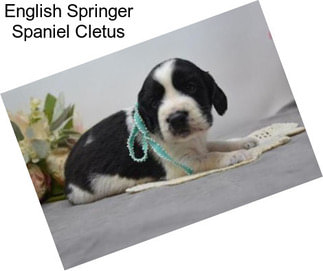 English Springer Spaniel Cletus