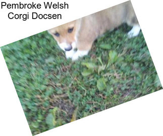 Pembroke Welsh Corgi Docsen