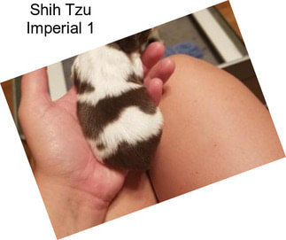 Shih Tzu Imperial 1