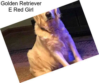 Golden Retriever E Red Girl