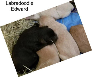 Labradoodle Edward