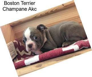 Boston Terrier Champane Akc