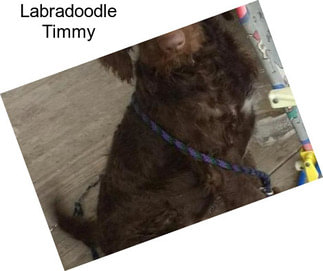 Labradoodle Timmy