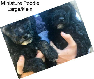 Miniature Poodle Large/klein