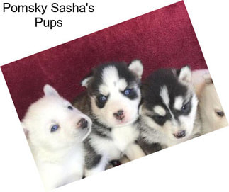 Pomsky Sasha\'s Pups