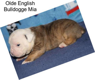 Olde English Bulldogge Mia