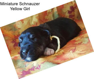 Miniature Schnauzer Yellow Girl