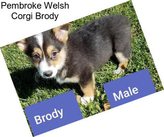 Pembroke Welsh Corgi Brody