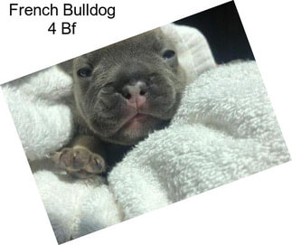 French Bulldog 4 Bf