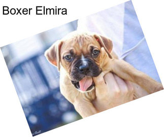 Boxer Elmira