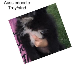 Aussiedoodle Troy/stnd