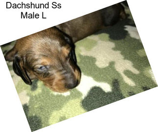 Dachshund Ss Male L