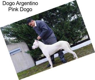 Dogo Argentino Pink Dogo