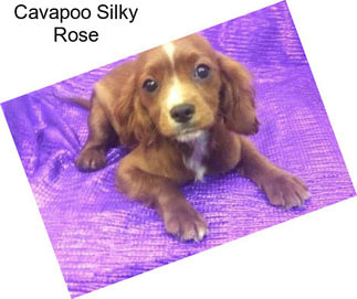 Cavapoo Silky Rose