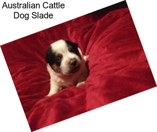 Australian Cattle Dog Slade